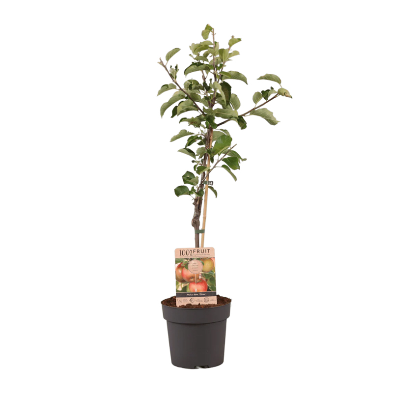 Fruitboom 95 cm - Afbeelding 2